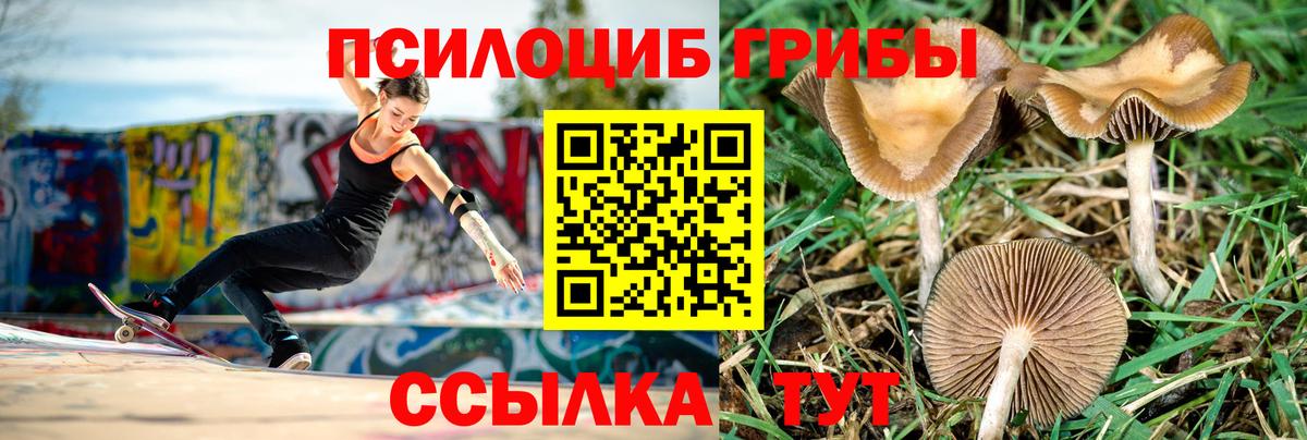 Псилоцибиновые грибы Cubensis Аксай